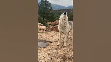 جمال صوت عواء الذئب 