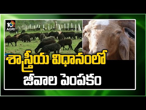 శాస్త్రీయ విధానంలో జీవాల పెంప‌కం.. | Sheep And Goat Farming With Scientific Methods | Matti Manishi