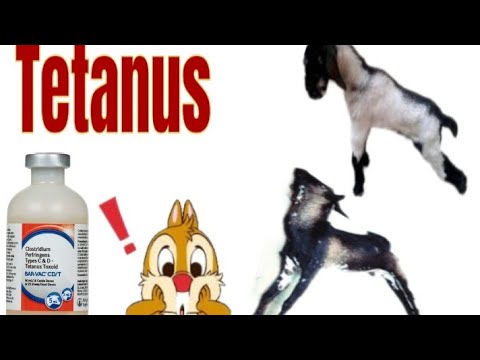 How treat Tetanus in sheep &Goats Veterinary-Somalia/Dr:Alcarabiya