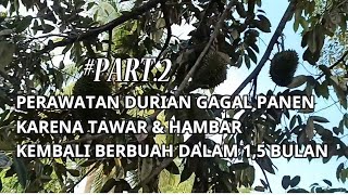 Hanya 1.5 Bulan Durian Berbuah lagi‼️Setelah Perawatan Gagal Panen Karena Tawar PART 2 by INFO RAGAM PERTANIAN 1,231 views 2 months ago 4 minutes, 21 seconds