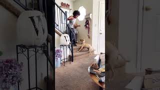 My dog is a master of hide and seek  #dog #dogsoftiktok #dogs #funny #fpy