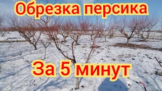 Обрезка персика. Основы формировки персика.