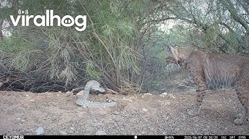 Bobcat Confronts a Diamondback Rattlesnake  || ViralHog