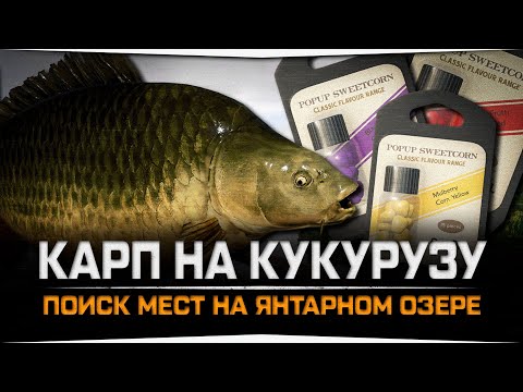 Видео: Ловля Карпа на кукурузу • Янтарное озеро • Русская Рыбалка 4