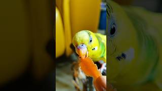 Budgie eating carrot ?budgiefeeding budgieworld shorts