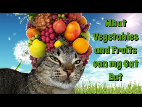 29 Best Photos Can Cats Eat Raspberries : Are Fruit and Vegetables Safe for Cats? | 13 Safe Foods ...