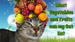 On this video i'll talk about the vegetables and fruits that you can
can't feed to your cat.