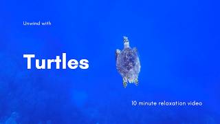 Sunday Stillness: Turtles | 10 Minutes of Calm Ocean Ambience