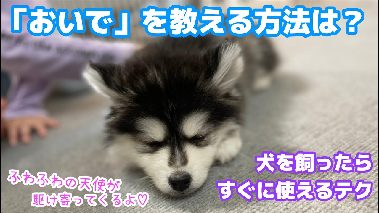 生後11週目の仔犬がトレーニングを受けてみた Youtube