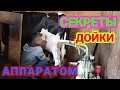 ДОЙКА КОРОВЫ ДОИЛЬНЫМ АППАРАТОМ