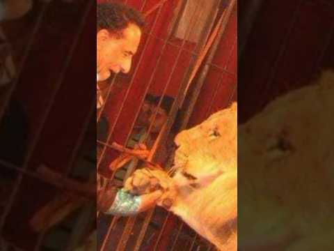 قصة الأسد سلطان الذي اغتيال مدربه محمد الحلو في إحدى عروض السيرك بالقاهرة