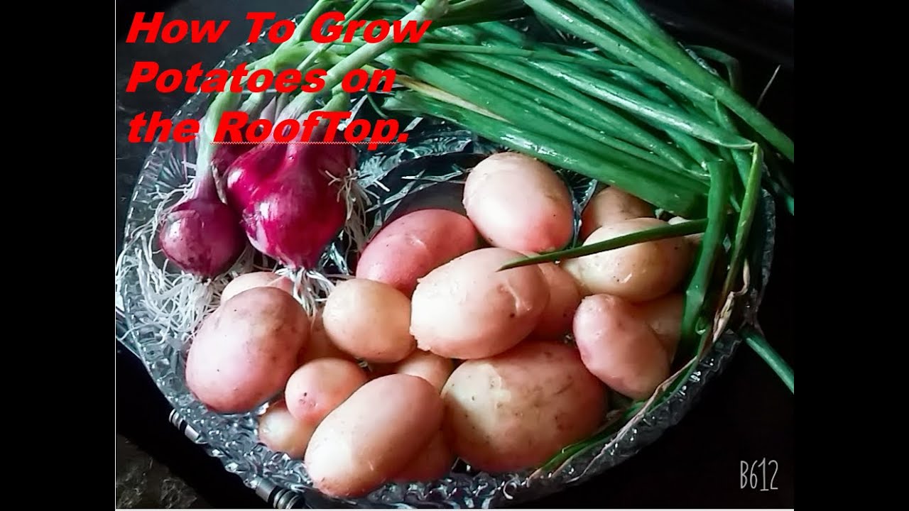 How to Grow Potatoes on Roof Top | My Experience of Growing Potatoes on