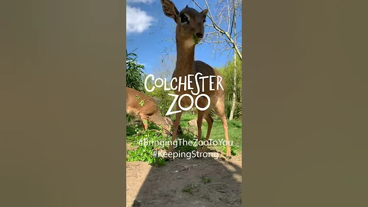 Dik Dik at Colchester Zoo!