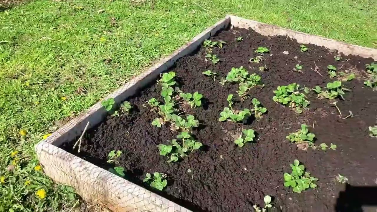 WOSCMI Bird Netting   25 X 50 feet Garden Netting for Birds Tree Nets Review, Great for keeping your