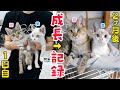 段ボールに捨てられていた姉弟子猫ゼラチンペクチンの52日間の成長記録