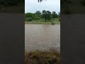 River in flood at Safari Camp