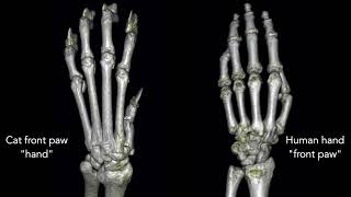 The bones of a cat front paw (manus) versus a human hand