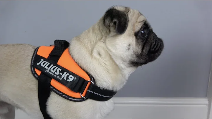 Upgrade Your Dog's Harness with the Julius K9 IDC Power Harness!