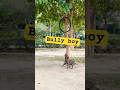पुच्चू #vs#shorts#dogshorts#pitbull#dogtraining#americanbully#dog#labrador#ytshorts#k9#comedy