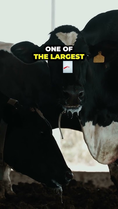huge-dairy-farm-in-minnesota-youtube