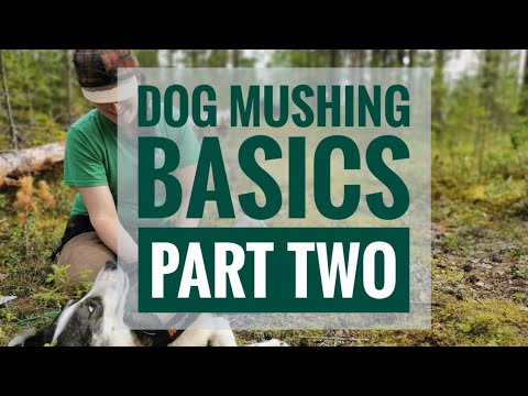 Video: Mushing With Your Dog: Những điều Cơ Bản