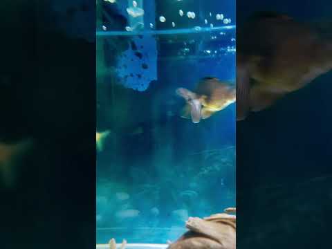 Ikan short
