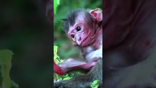 This Newborn Monkey Will Melt Your Heart