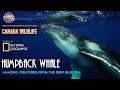 Humpback Whale - Top 10 Amazing Moments - Really Beautiful Observation
