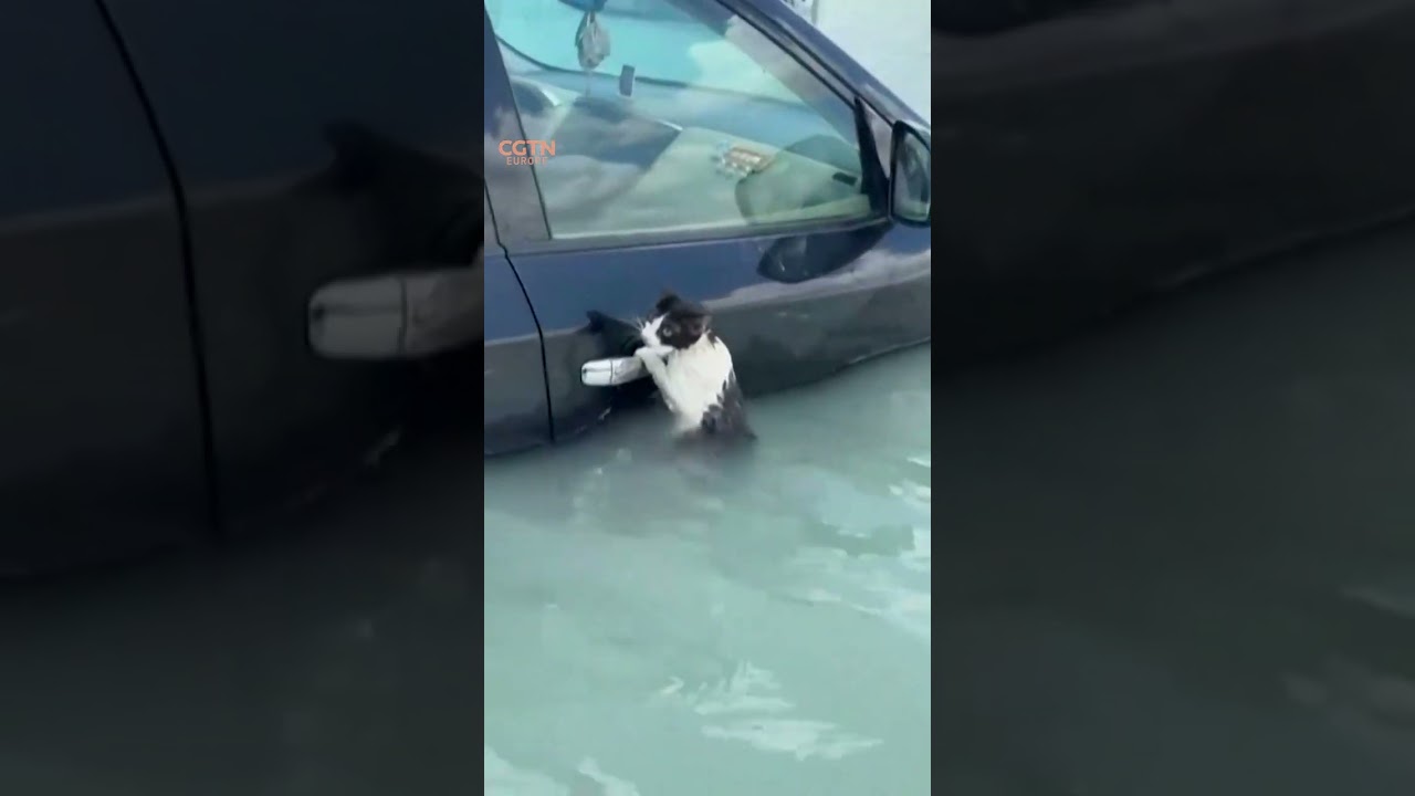 Dubai police rescue cat from flood