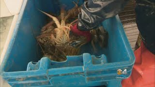 Facing South Florida: The Business of Lobster Part 3