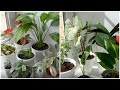 Мои комнатные растения сентябрь 2020 /House Plants September 2020/