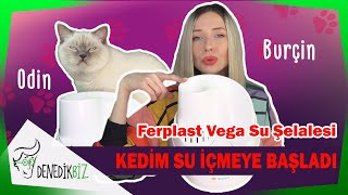 Kedim Su Icmiyor Ferplast Vega Selale Otomatik Kedi Kopek Su Kabi 2 Lt Burcin Odin Youtube