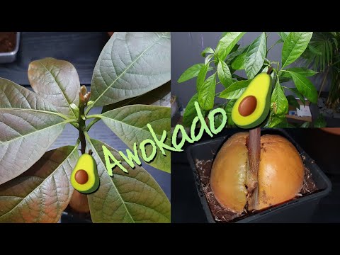 Wideo: Awokado To Piękna Roślina O Pysznych I Zdrowych Owocach