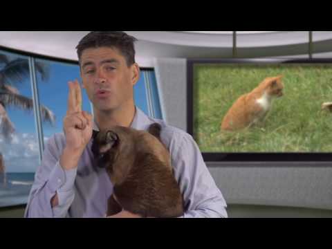 Video: How To Talk To A Cat