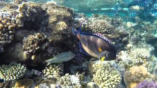 Sharm el Sheikh Sea Life