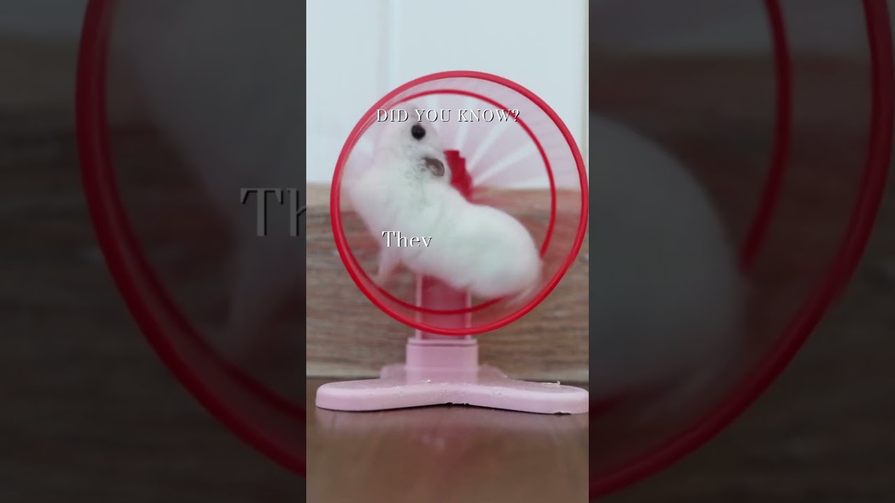 🐹💪 Exercise for Hamsters: 5 Miles a Day 