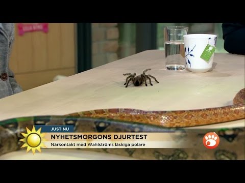 Video: Hur Djur Kamoufleras