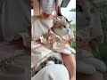 半年前まで野良猫でした|雨の日の女子会| #保護猫ミラ#元野良猫#保護猫#猫のいる暮らし#保護猫のいる暮らし