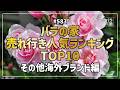 #583 バラの家 売れ行き人気ランキングTOP10 国外ブランド編