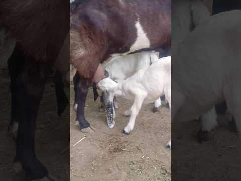 तोतापुरी बकरी के नीचे दो बच्चे दूध पीते हुए #shorts #bakraeid
