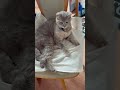 [猫]話しかけるとすぐに猫の言葉で返事した😸可愛い😻 #shorts #cute #cutecat