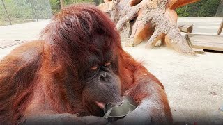 картинка: Такую ИНТЕЛЛИГЕНТНУЮ обезьянку вы увидите в Тайгане! Даночка САМА ест ложкой лучше некоторых людей!