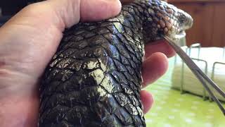 Removing ticks from a Bobtail Skink