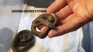 🐍 Hatching Children’s Pythons 🧪