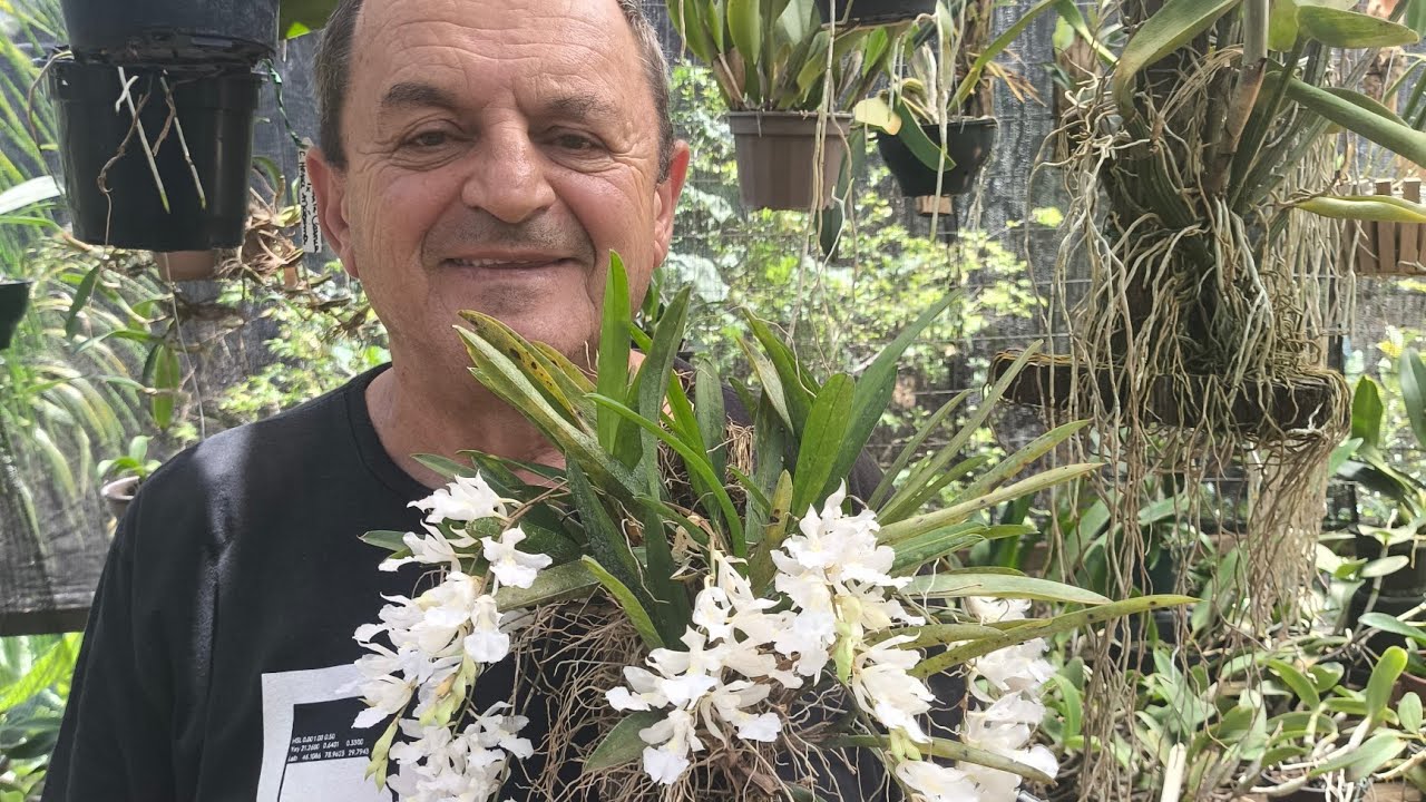 Floração da Rodriguezia venusta e outras orquideas a venda. 