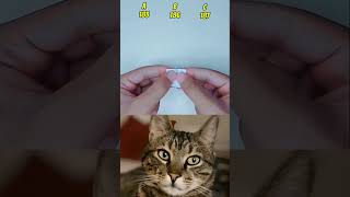 Guess The Number 13196197cat shorts bombastic 