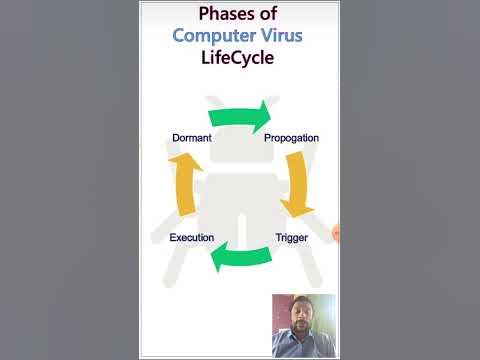Phases of Computer Virus Lifecycle - Lifecycles of a Computer Virus # ...