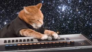 Keyboard Cat Grooves On Twice! by Keyboard Cat! 52,979 views 9 months ago 1 minute, 5 seconds