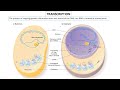 Transcription Video