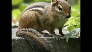 Seether-Fake It(CHIPMUNKED)